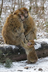 Obraz premium Affenfamilie im Winter