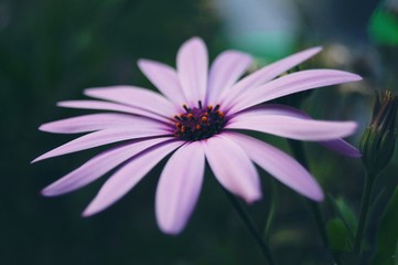 Fototapeta premium planta morada en bosque y en el día 