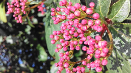 pink blossom