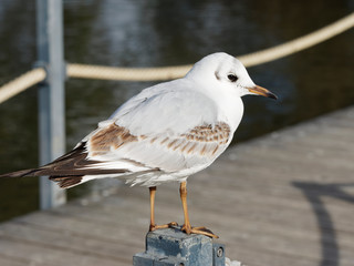 Chroicocephalus ridibundus - Gros plan sur une moutte rieuse juvénile au plumage blanc et taché de brun aux extrêmités des ailes