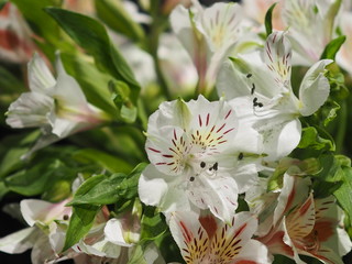 White Flower bouquet beatiful 