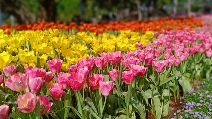 Tulip blooming volume 65566