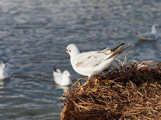 Chroicocephalus ridibundus - Moutte rieuse juvénile au plumage blanc et taché de brun aux extrêmités des ailes