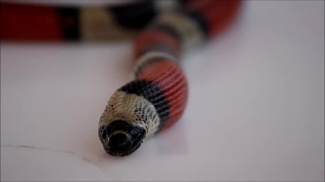 Young Scarlet kingsnake Lampropeltis elapsoides. Nonpoisonous snake with a three colored, which characterizes mimicry. Feeding a snake as a fodder mouse on National Serpant Day. On a white background
