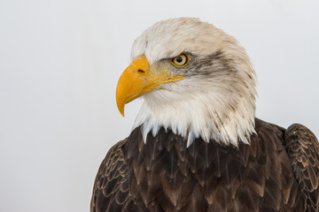Portrait of a bald eagle isolated aginst a white backgroud