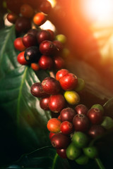 close up green yellow and red of organic coffee seed on tree branch