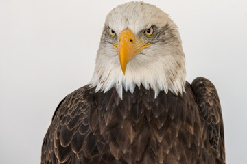 Portrait of a bald eagle isolated aginst a white backgroud