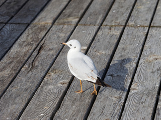 Chroicocephalus ridibundus - Moutte rieuse juvénile au plumage blanc et taché de brun aux extrêmités des ailes