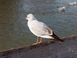 Chroicocephalus ridibundus - Moutte rieuse juvénile au plumage blanc et taché de brun aux extrêmités des ailes