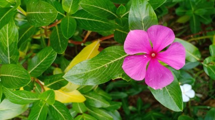 Flowers blooming volume 55255