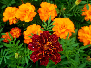 several orange marigolds Tagetes growing in a dacha, some grades. Part of landscape design. Leningrad region.