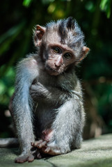 Balinese long tailed baby monkey or Macaca fascicularis