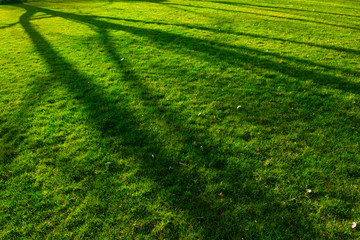 shadow of the tree at spring park
