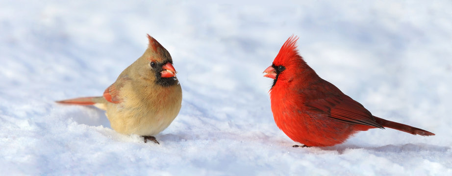 couple of red cardinal in snow during winter