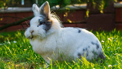 Kaninchen am Rasen im Garten