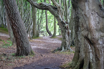 verwunschener Zauberwald auf Rügen