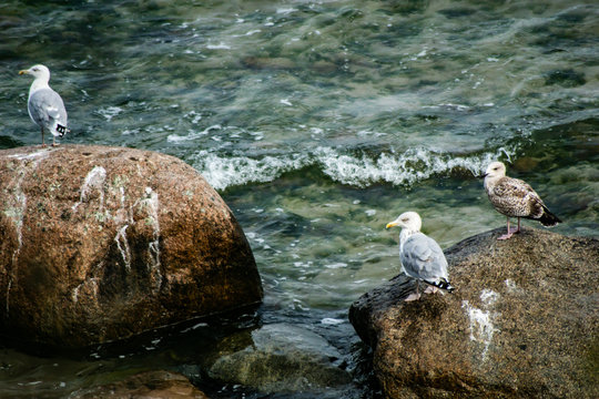 Drei M&ouml;wen auf Fels im Meer an der Ostsee