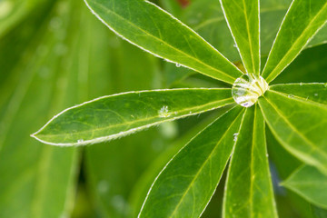 Green leaf with water drops after rain. Close up image.