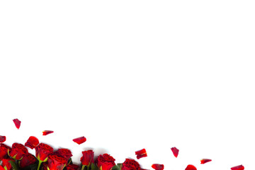 Red roses on a white background. Gift bouquet for a girl on Valentine's Day or Mother's Day
