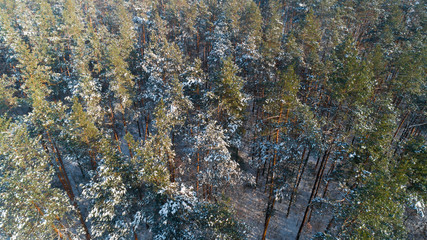 Aerial view of the pine forest in winter.