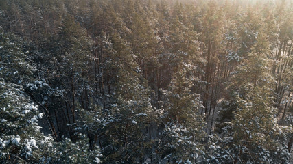 Aerial view of the pine forest in winter.