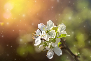 Flower of cherry wood.