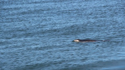 Fototapeta premium Ringed seal (Pusa hispida or Phoca hispida, also known as the jar seal and as netsik or nattiq) in the waters of the Pacific Ocean off the coast of the Kamchatka Peninsula, Russia.