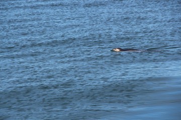 Obraz premium Ringed seal (Pusa hispida or Phoca hispida, also known as the jar seal and as netsik or nattiq) in the waters of the Pacific Ocean off the coast of the Kamchatka Peninsula, Russia.