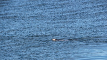 Fototapeta premium Ringed seal (Pusa hispida or Phoca hispida, also known as the jar seal and as netsik or nattiq) in the waters of the Pacific Ocean off the coast of the Kamchatka Peninsula, Russia.