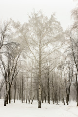 big snowy birch in the old winter park in the fog
