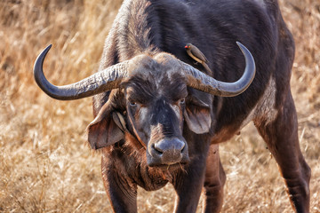 Africa Water Buffalo