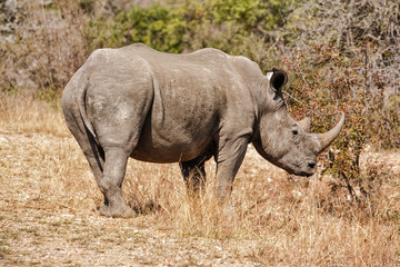 Fototapeta premium Rhino in Kruger park