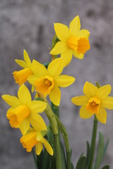 Fototapeta premium Narcisi gialli
