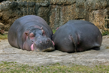 Sleeping hippopotamus. Latin name - Hippopotamus amphibius	