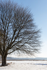 Lonely big tree on a background of snowy fields