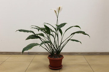 Two beautiful white flowers have already opened in the room