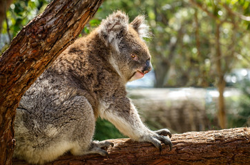 A very cute Koala, Phascolarctos cinereus, sleeps lying on branch of eucalyptus in Yanchep National Park in Western Australia. Yanchep has been home to a colony of koalas since 1938.