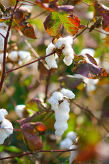 Cotton plantation in the central Greece plain before harvest