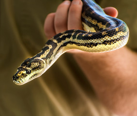 A man holding a children's python.