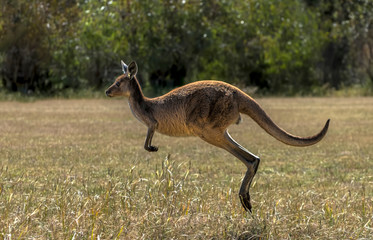Western Grey Kangaroo (Macropus fuliginosus) © Imagevixen