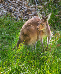 Western Grey Kangaroo (Macropus fuliginosus)