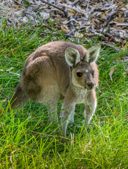 Western Grey Kangaroo (Macropus fuliginosus)