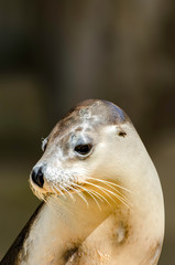 Fototapeta premium Australian Fur Seal 