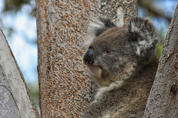 A cute koala, Phascolarctos cinereus, sleeps lying on branch of eucalyptus in Yanchep National Park in Western Australia. Yanchep has been home to a colony of koalas since 1938.