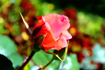 Pink bud of tea rose