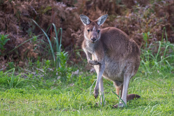 Naklejka na ściany i meble Western Grey Kangaroo (Macropus fuliginosus)