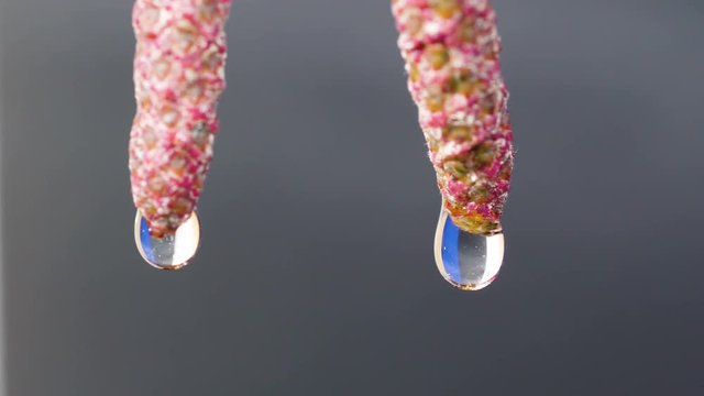 22301_The_tiny_water_droplet_on_the_male_catkins_plant_on_a_macro_shot.mov