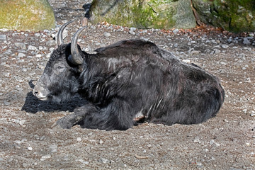 Wild yak. Latin name - Bos grunniens and Bos mutus