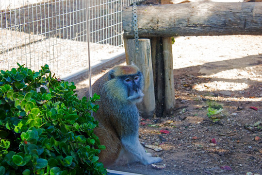 Very sad macaque in cage in Paphos zoo