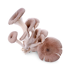 oyster mushroom isolated on white background